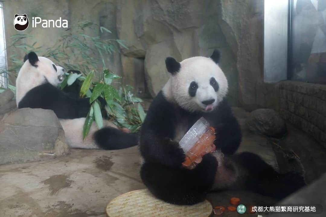 iPandaさんのインスタグラム写真 - (iPandaInstagram)「Frozen cake toppled by the adorable celebrant! Birthday is meant to be fun and unpredictable! (Jin Bao) 🐼 🐼 🐼 #Panda #iPanda #Cute #PandaPic #ChengduPandaBase   For more panda information, please check out: http://en.ipanda.com」8月9日 20時30分 - ipandachannel