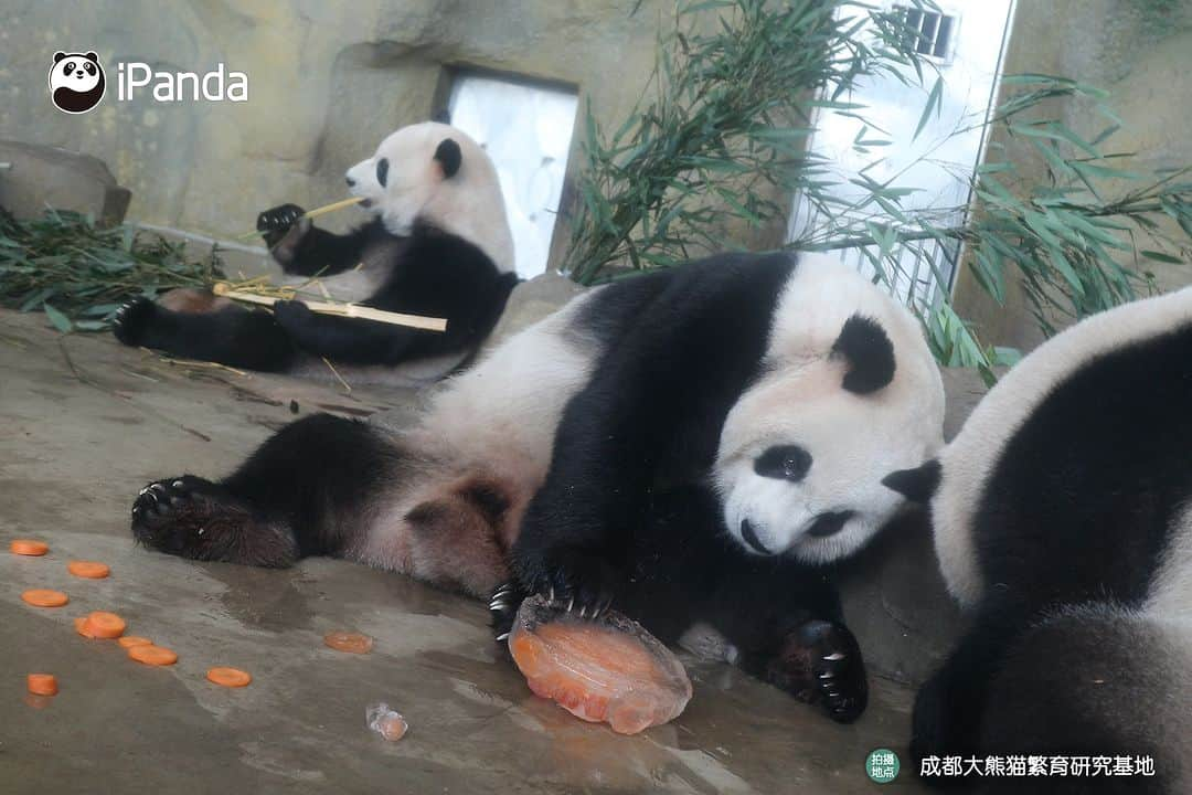 iPandaさんのインスタグラム写真 - (iPandaInstagram)「Frozen cake toppled by the adorable celebrant! Birthday is meant to be fun and unpredictable! (Jin Bao) 🐼 🐼 🐼 #Panda #iPanda #Cute #PandaPic #ChengduPandaBase   For more panda information, please check out: http://en.ipanda.com」8月9日 20時30分 - ipandachannel