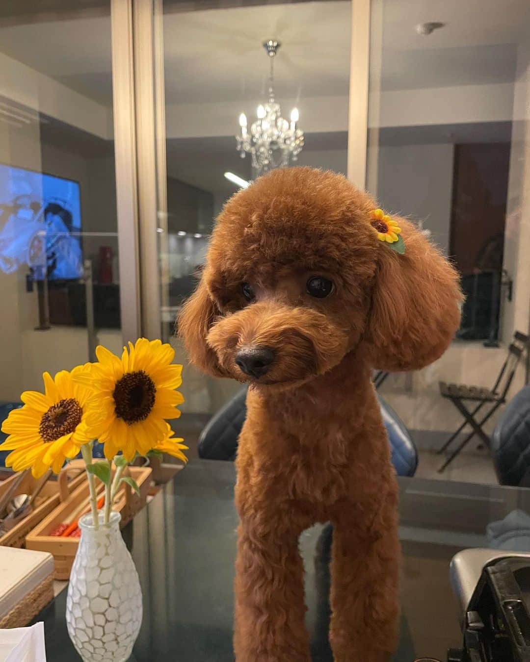 RIIAのインスタグラム：「カット終わりのソフィア🌻 before→afterが凄すぎる👏 明日はティアラの番✨ 3時間じっとしてるの大変だけど仕上がり見ると感動する🥺🫶🏻 いつもありがとうございます😭🙏❤️ @petrajapan」