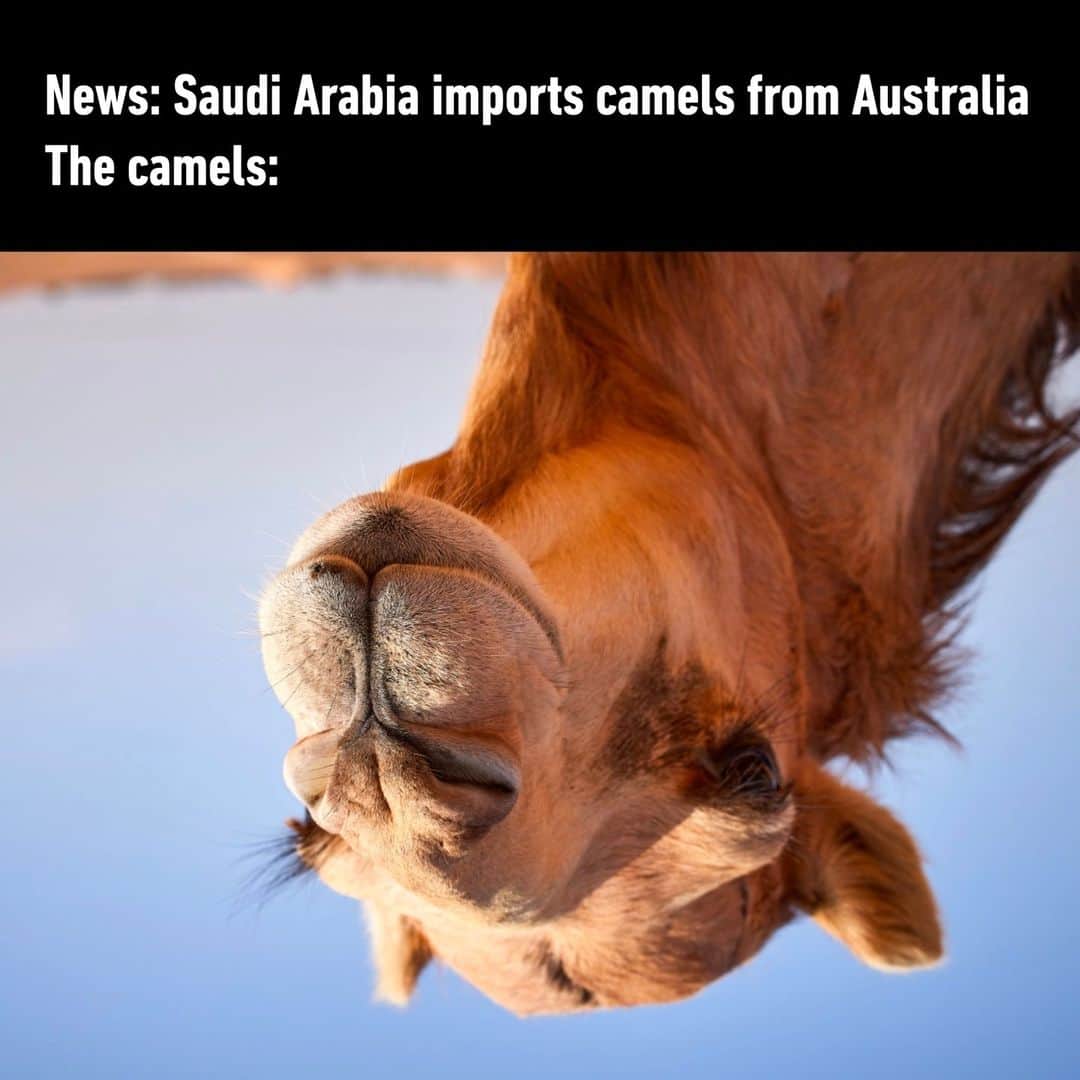 9GAGさんのインスタグラム写真 - (9GAGInstagram)「G'day, mate - #australia #camels #memes #9gag」8月9日 22時03分 - 9gag