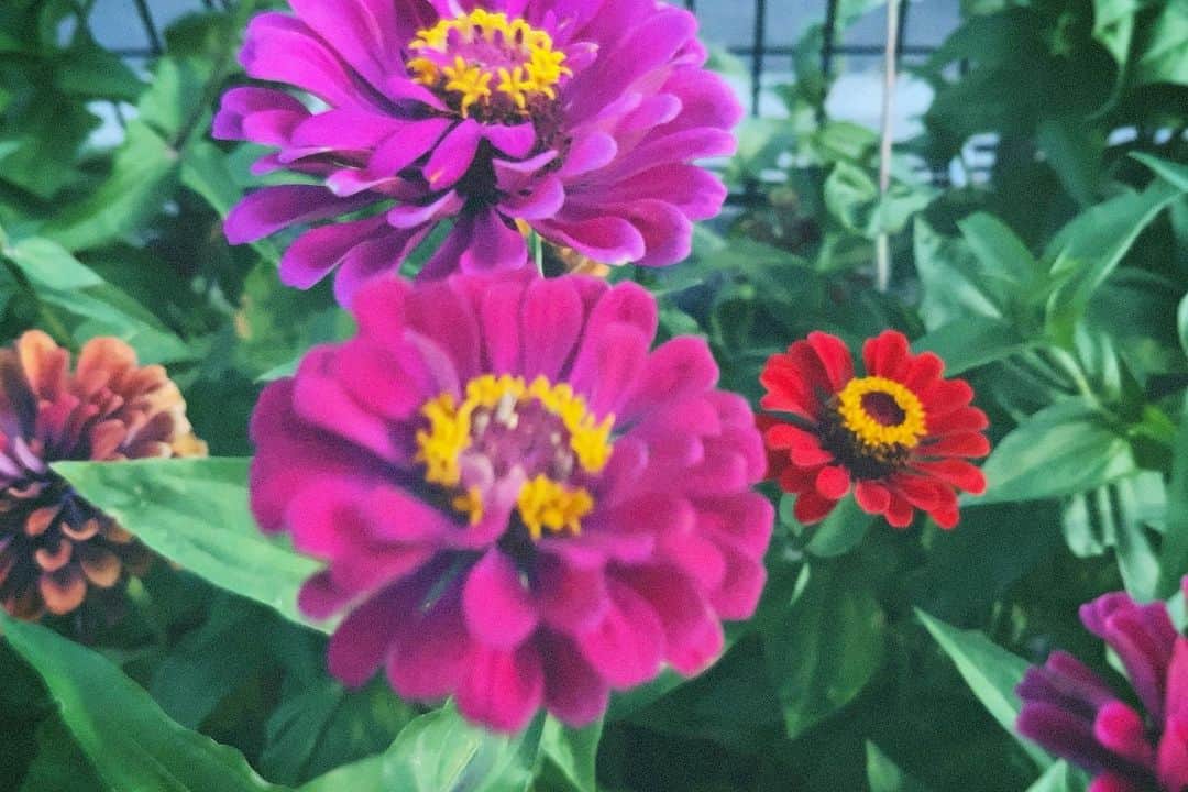 内田 菜々さんのインスタグラム写真 - (内田 菜々Instagram)「* * ⬜️⬜️⬜️⬜️⬜️ * *  道の途中で見つけたお花たち。 わたしもお庭をこのお花でいっぱいにしたいな。 あと池を作って蓮を浮かべたいな。🪷🪷🪷  ………………………………………⭐︎  𓍯 ..🪻🪷 お し ら せ 🪷🪻..𓍯  \\ⓃⒺⓌ// トイイベ2 ◡̈ 劇作家の話先行上映会＆ファンミーティング  ✎𓈒𓂂𓏸 8/5ご来場ありがとうございました。 𓂃𓂃𓂃  ◡̈ ToyLateLieの月1ツイキャス #トイキャス  ✎𓈒𓂂𓏸 第46回8月末予定 →過去トイキャスは YouTubeにアップされてるので よかったらみてね。  𓂃𓂃𓂃  ◡̈ #トイレ新聞 ✎𓈒𓂂𓏸毎月10日 a.m.10:10 トイレTwitterに投函🗞️📮 0710.第6号発行. 次号0810.  …………………………………………………⭐︎  #august #memories #followme #likeme #f4f #l4l #사진 #8월  #일본 #좋아요그램  #flowerstagram  #お花のある暮らし  #お花大好き  #좋아요환영 #감성사진  #ななぐらむにっき   * * ⬜️⬜️⬜️⬜️⬜️ * *」8月9日 22時02分 - chocobanaaana