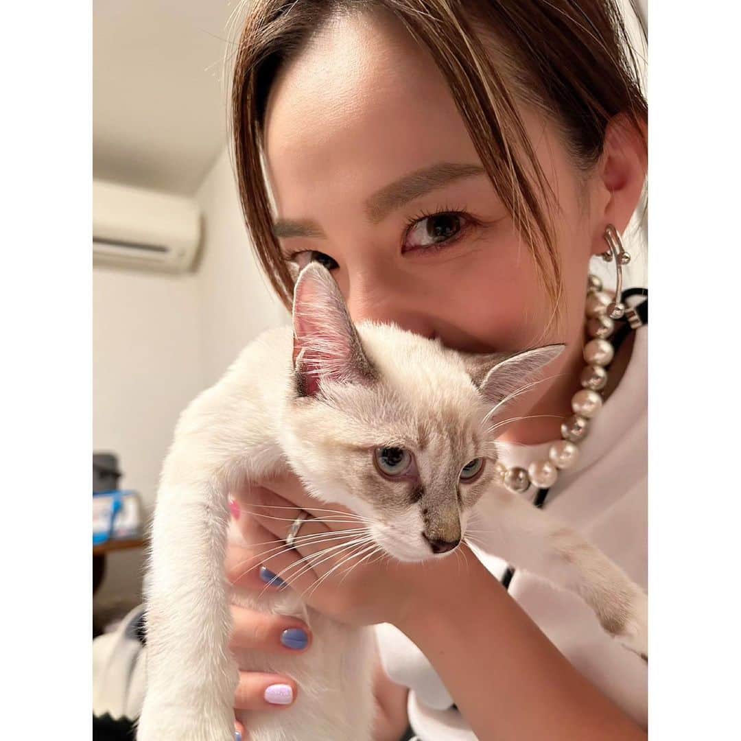 樋口智子のインスタグラム：「🤍🐈🤍 たまらんよ🥹 @nyasuyama コパティーナは、やりたい放題させてくれるもんだから吸い放題← 本当に癒されて帰って来られる🥺🤍」