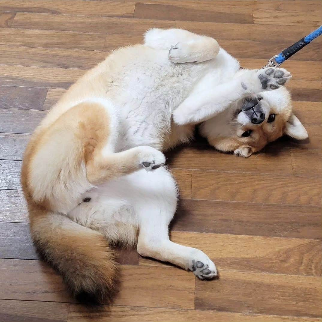 柴犬たま Shibainu Tamaのインスタグラム