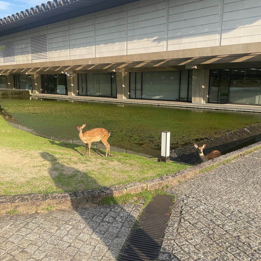 Arisa Nanaseさんのインスタグラム写真 - (Arisa NanaseInstagram)「奈良公園の鹿と私🦌❤️デカいアイビーに見えた😍可愛いけど注意が必要です。特に外国人は鹿に追っかけられて攻撃されたり、攻撃し返したりしてニュースにもなってるみたい。 💎鹿せんべいが売ってます。売店などにあるので、鹿せんべい以外はあげないように！ 💎半分とかに割ってあげます。せんべいを高く上げるとお辞儀をします☺️かわいい😍ツノ生えてる子だにツノあたりそうになるので注意。悪気はないけど… 💎見えると追っかけてきます、服も引っ張ります。 鹿せんべいは隠しておきましょう！なくなったら手をパンパンたたいてないよってやるとどっか行きます😃 売店のおばさんがやってたの見た👀  それにしても、鹿せんべい屋さんのせんべいは食べようとしないのはなんで？？🙃ちゃんと客が買ってから食べに来る。鹿せんべい屋のおばちゃんが鹿にとって怖いのかな？笑 #奈良公園　#鹿せんべい　#鹿と戯れる #シカ　#奈良　#narapark #nara」8月9日 23時01分 - arisa.nanase