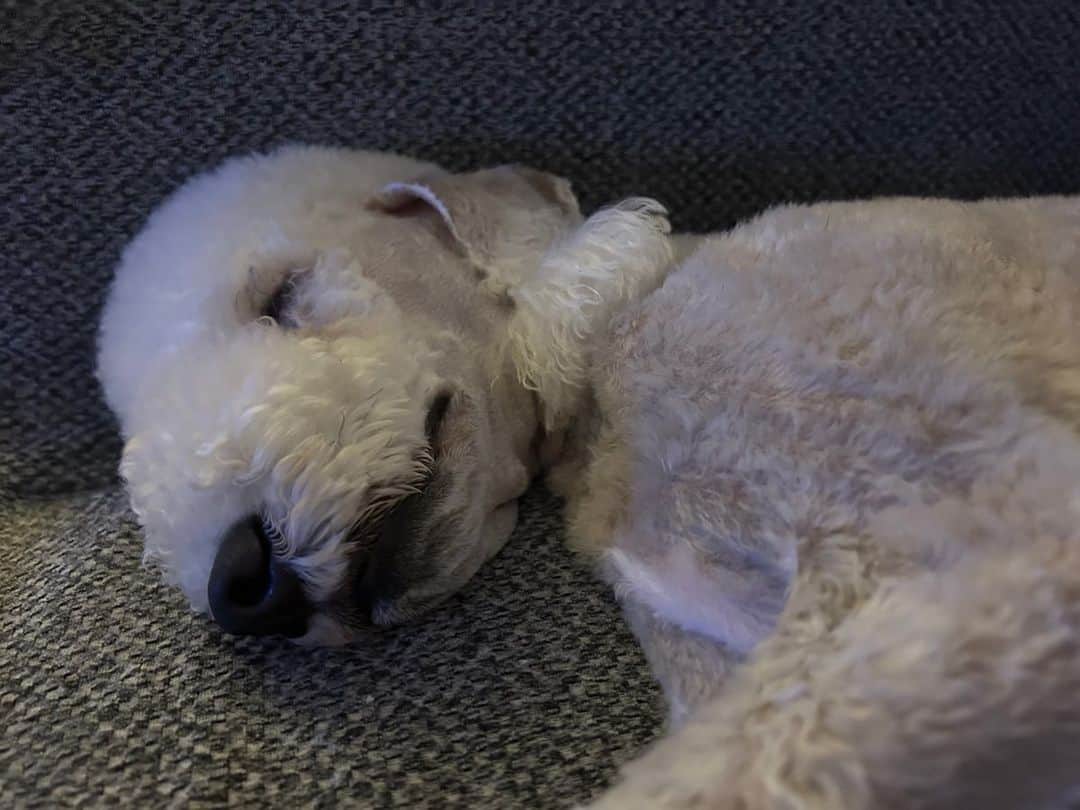 Ni Daのインスタグラム：「룰루야아…투턱🐶 역시 내 강아지」