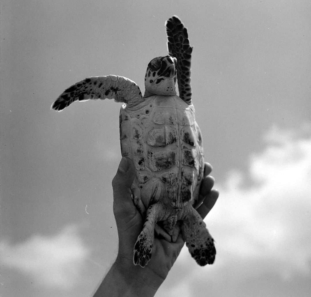 lifeさんのインスタグラム写真 - (lifeInstagram)「Oh hey! It's wildLIFE Wednesday!   (📷 Wallace Kirkland, 1949/LIFE Picture Collection)   #LIFEMagazine #LIFEArchive #wildLIFEwednesday #turtle #WallaceKirkland #1950s #Animals」8月10日 0時30分 - life