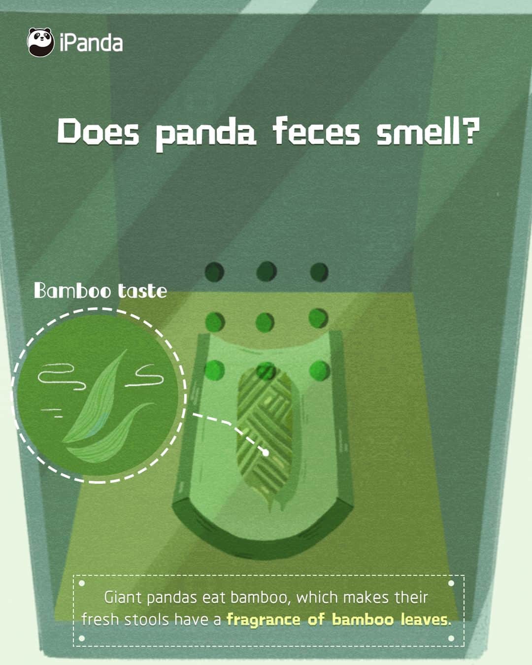 iPandaさんのインスタグラム写真 - (iPandaInstagram)「What is the smell of panda’s feces? 🧐 🧐 🧐 It smells mostly like bamboo. Giant pandas eat bamboo, which makes their fresh stools have a fragrance of bamboo leaves. 🐼 🐼 🐼 #Panda #iPanda #Cute #PandaQA #FunFactsAboutPanda」8月10日 0時59分 - ipandachannel