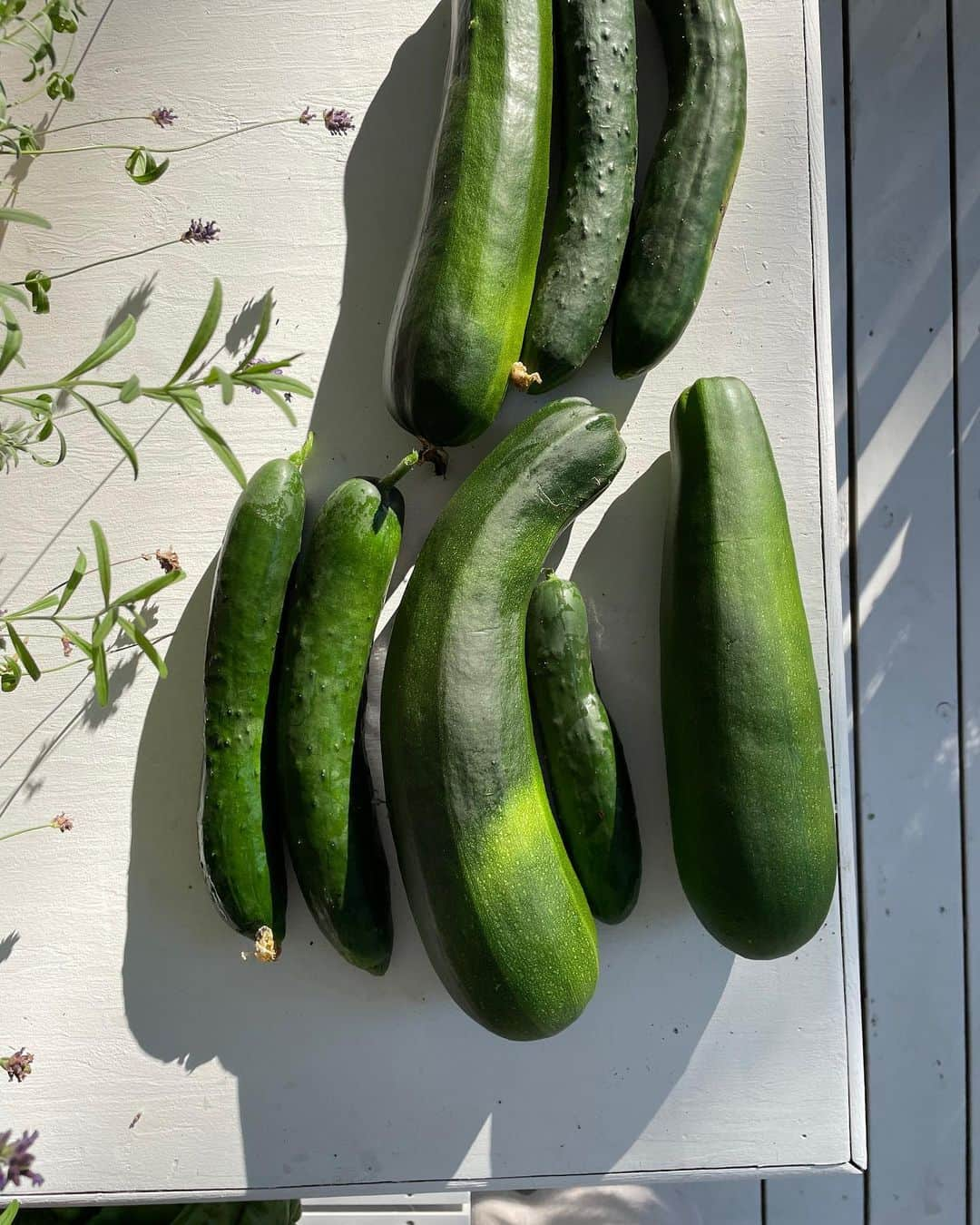 パメラ・アンダーソンさんのインスタグラム写真 - (パメラ・アンダーソンInstagram)「After a few hours spent in the garden -  Today’s harvest is done 🤍」8月10日 1時06分 - pamelaanderson