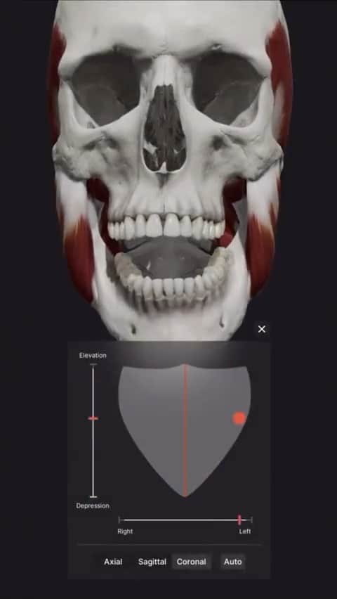 kogao283のインスタグラム：「#anatomy #humananatomy #anatomyandphysiology #drawinganatomyandart #greysanatomybrasil #anatomystudy #yogaanatomy」