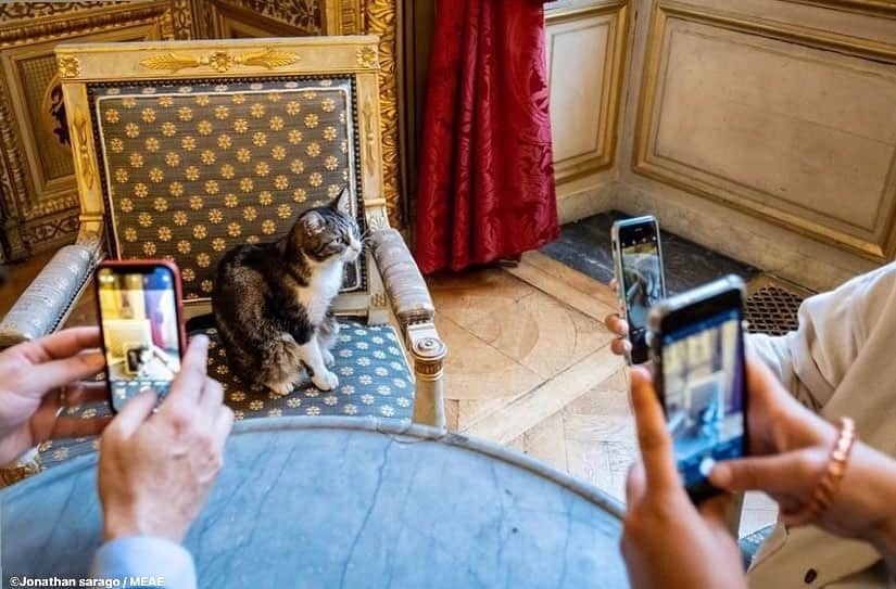 フランス大使館のインスタグラム：「先日8月8日は #世界猫の日2023 でした。この日にちなみ、フランス外務省でネズミ被害対策を担当している在仏猫王国ノミ大使を紹介します。ブルターニュ最初の王であるノミノエ王にちなんで名づけられたんですよ♪🇫🇷#猫の日 #internationalcatday2023 Photo📷 :  jonathan_sarago / MEAE」