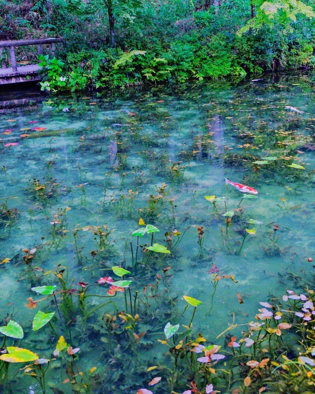 楽天トラベル さんのインスタグラム写真 - (楽天トラベル Instagram)「投稿を保存して見返してね😊 毎日おすすめの観光スポットやホテルを紹介している 楽天トラベル💚 👉@rakutentravel  ーーーーーーーーーーーーー  本日は、あのモネの作品「睡蓮」にそっくりな池を紹介します💙 1日の中でも時間帯によって光の差し込み方が変わり、水の色が変わるとのこと！自分の目でみてみたいですよね👀  ーーーーーーーーーーーーー  📍#モネの池 岐阜県関市 Special Thanks💓📸Photo by @pucchii_k  ーーーーーーーーーーーーー  #rakutentravel をつけて投稿してくだされば、 あなたの撮った写真が楽天トラベルアカウントに掲載されるかも👀  旅の計画に夢中になれるインスタマガジン👜 楽天トラベルをフォローして理想の旅をみつけてね🛫@rakutentravel  いってみたいと思った人は気軽にコメント欄にスタンプ送ってね💕  ーーーーーーーーーーーーー」8月10日 18時00分 - rakutentravel