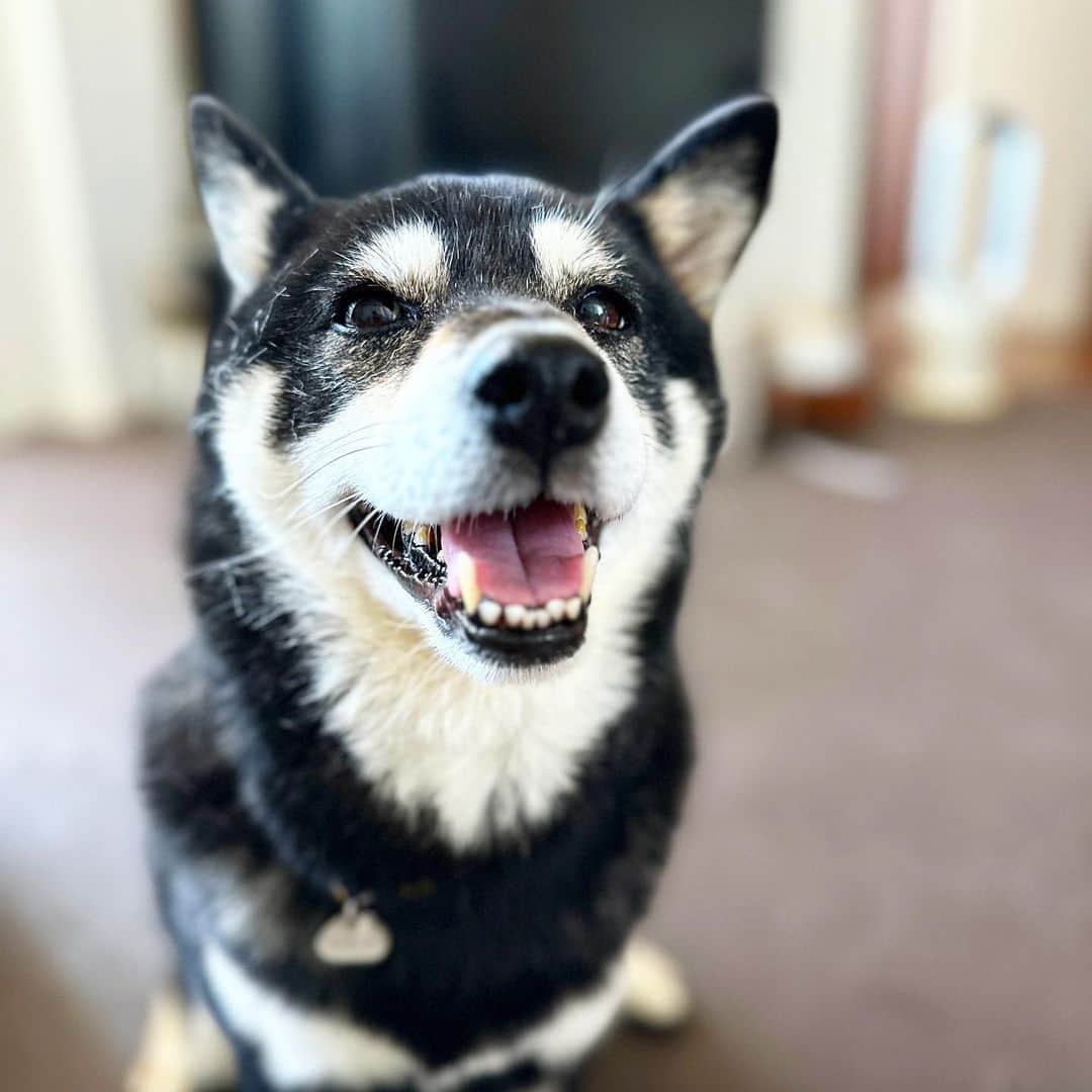 vo_coのインスタグラム：「🐾 毎年書いてるけどw お盆に何かをするという慣習の全くない家庭に育ったもので “お盆”の概念も時期も何もわからない… 色んな店とか会社がお盆休みと称して休んだりしてるけど、？？？でしかないんだな…w 当然こたちゃんもお盆休み知らないけど、そもそもずーっと夏休みを満喫してらっしゃるのでどうでもいいそうです！笑 ＊ #shibastagram #instashiba #shiba #shibainu #黒柴 #柴犬」