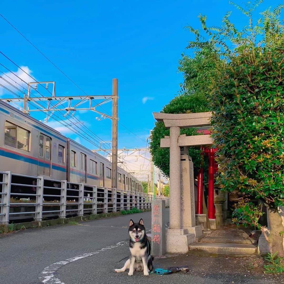 くろさんのインスタグラム写真 - (くろInstagram)「G☺︎☺︎d m☺︎rning 🚃⛩️  夏空☀️今日も暑くなりそうですなっ💦  #朝んぽ #夏空 #狛犬風 #豊川稲荷 #豊川稲荷神社 #神社 #奥沢散歩 #自由が丘散歩 #奥沢犬 #自由が丘犬 #勝手に看板犬 #柴犬 #黒柴 #黑柴 #和犬 #日本犬 #わんこ #イッヌ #柴犬のいる暮らし #黒柴のいる暮らし #わんこのいる暮らし #イッヌのいる暮らし #kuroshiba #blackshiba #shibainu #shibadog #shibastagram #dogstagram #instadog #jiyugaokadoglife」8月10日 6時01分 - m6bmw