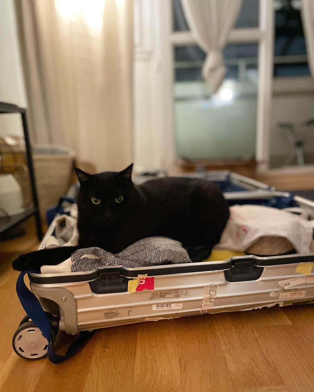 猫沢エミさんのインスタグラム写真 - (猫沢エミInstagram)「ヴァカンスの荷造りナイト。  とはいえ、今回は3泊4日の短い旅。旅先は……ともったいぶるほどのことでもないけど、お楽しみに😁  で夕方、近所に暮らす友達が来てくれて、留守中のユピガの段取りをする。猫飼の猫を快く面倒見てくれる友達がいて、はじめて猫飼は旅人になれるのです。ありがたや〜〜🙏  ところで、ユピ坊が先日11歳に、ピガ兄は今年の10月で12歳になる。それで、ロイヤルカナンのカリカリを12歳のシニアに少しずつ切り替えた。  長生きしてるって証拠よ……と呟きながらも、これ以上のシニア設定って今のところないんだよな……なんて少し寂しくも思う……ハッ、いかんいかん。今はみんな元気。その幸運を享受しよう。  スーツケースを出したら、即座にピガ兄が鎮座。  大丈夫。今度の旅は、とても短いよ。  #ピガ兄　#猫と生きる　#イオビエ　#猫パリ　#猫沢エミのインターナショナル五十路ライフシフト  #猫沢エミリーパリへ行く」8月10日 6時45分 - necozawaemi