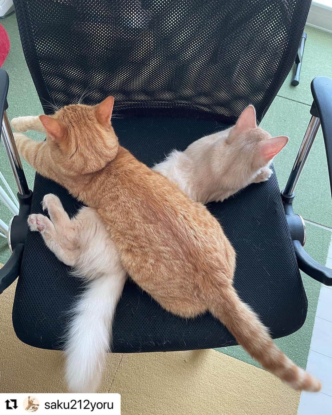 【公式】いぬのきもち・ねこのきもちのインスタグラム：「#Repost @saku212yoru さんのsakuちゃんとtekuちゃん。 . 今日のお昼寝の場所💤  ❌  座らせないよ〜 お仕事させないよ〜 遊んでー❤️❤️  って、ことかな❓  ハッシュタグ #いぬのきもち #ねこのきもち に投稿いただいた可愛い写真をご紹介しています！ 「いぬのきもちWEB　MAGAZINE」、「ねこのきもちWEB MAGAZINE」でもご紹介させていただくことも！  -------------------  .  #ねこ #猫  #ねこすたぐらむ #ねこのきもち #ねこ好き #ねこと暮らす #ねこ好きさんと繋がりたい #猫好きな人と繋がりたい #猫がいる生活 #猫と暮らす#猫好き #cat #catstagram #catsofinstagram #cats_of_instagram」