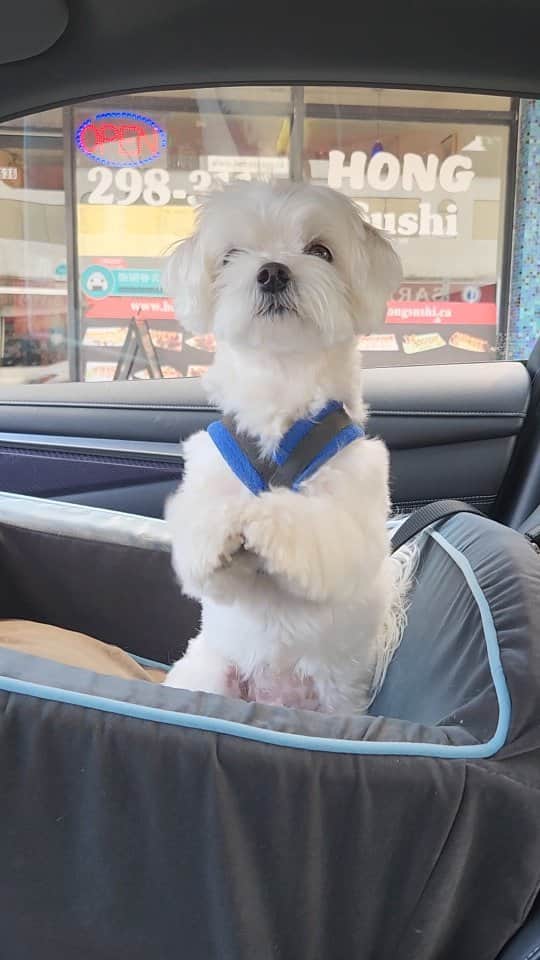 のインスタグラム：「Mid week motivation 🥰  #wednesday #motivation #smartdog #maltese #theothemaltese」