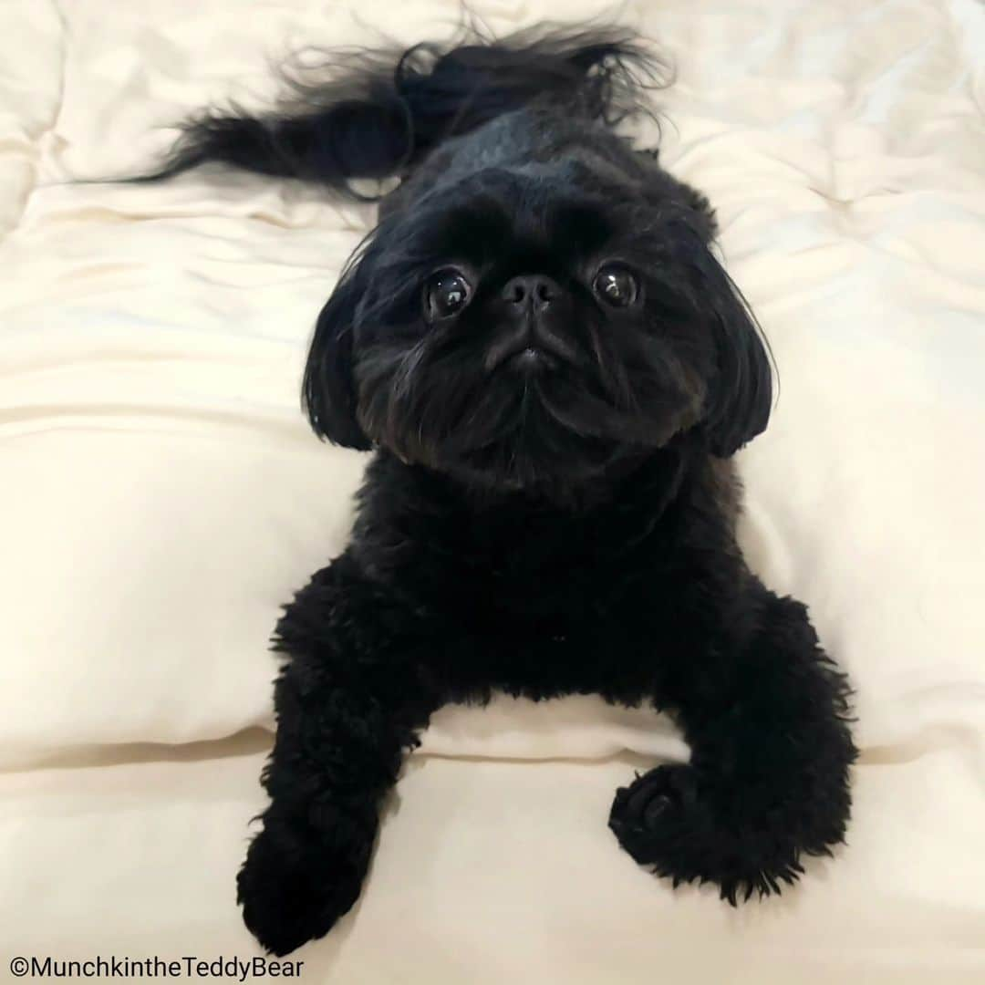 Original Teddy Bear Dogのインスタグラム：「My legs aren't broken or missing they're just comfy 🙃🍫🖤」