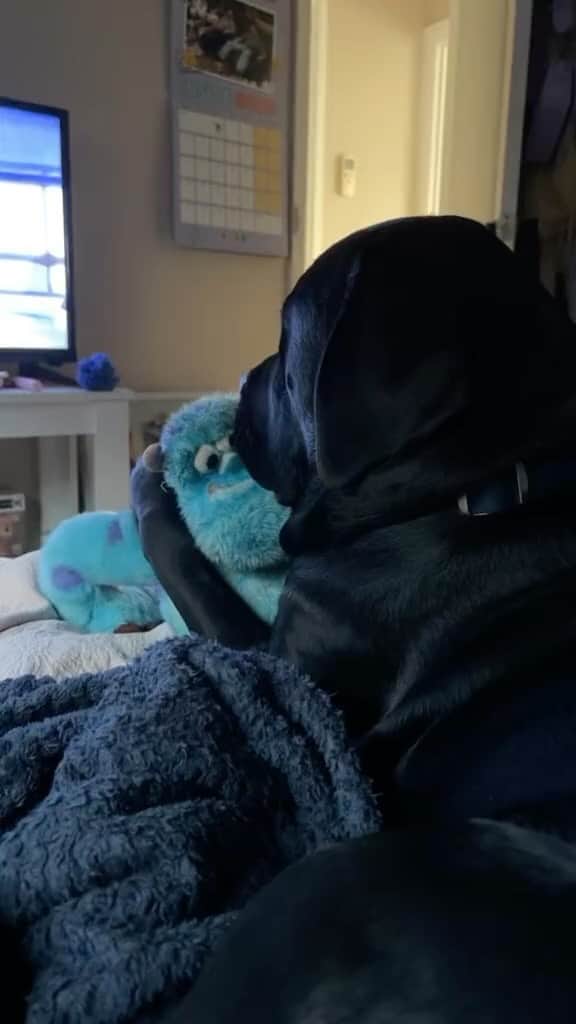 BarkBoxのインスタグラム：「watching his best friend on the screen 😭🥹⁠ ⁠ 📸: @a_boynamed_lou」
