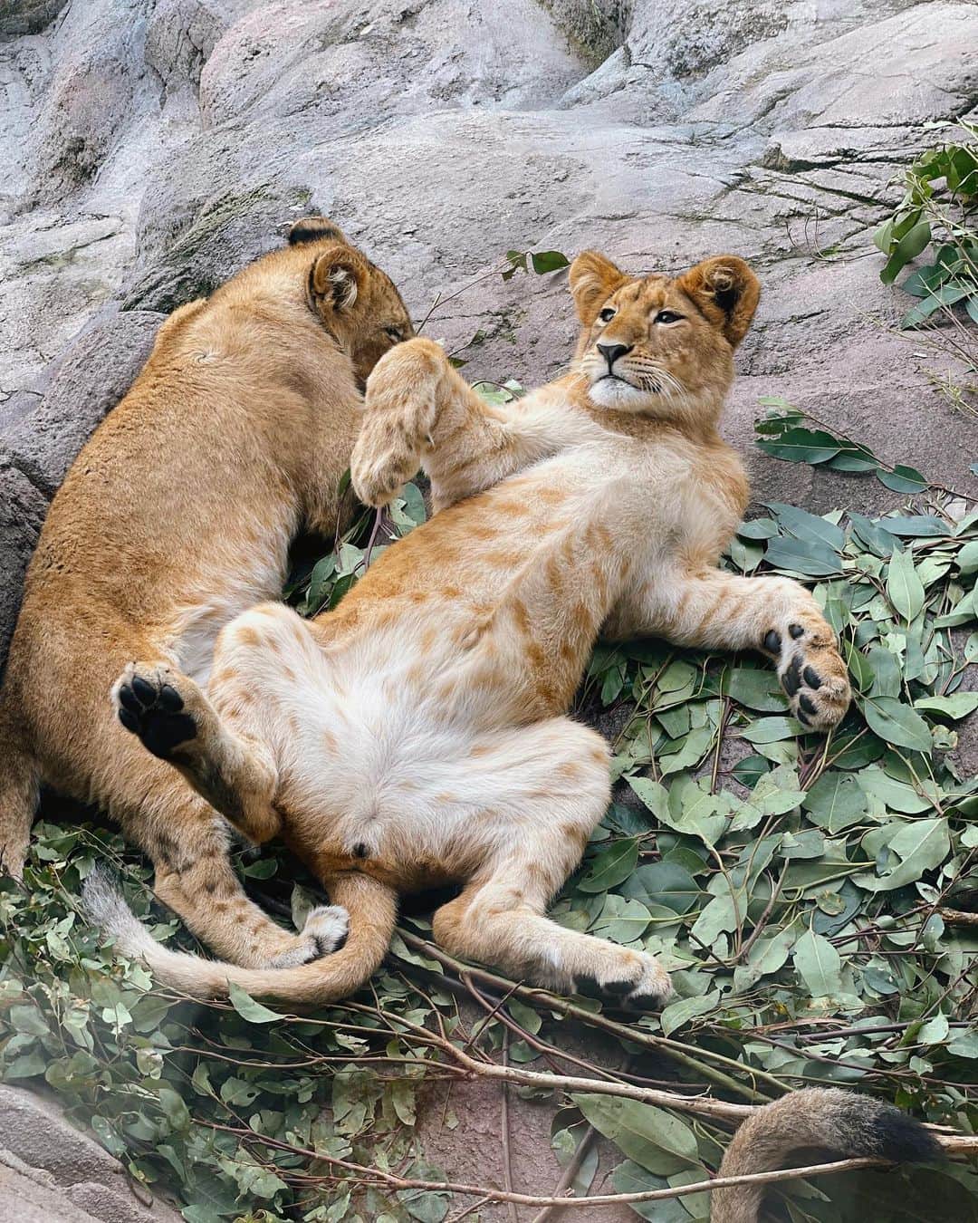 タロンガ動物園さんのインスタグラム写真 - (タロンガ動物園Instagram)「It’s World Lion Day 🦁 So make sure you join us in PAW-son 🐾 or on-LION📱for our ROAR-some World Lion Day Keeper Talk at 12pm (aest) where you’ll have the opportunity to learn more about the Kings 👑 and Queens of the Savannah and the seven lions 🦁 we care for here at Taronga Zoo Sydney.  Head to map ref 16K   #ForTheWild #WorldLionDay  📸 @ellepatrice」8月10日 8時52分 - tarongazoo