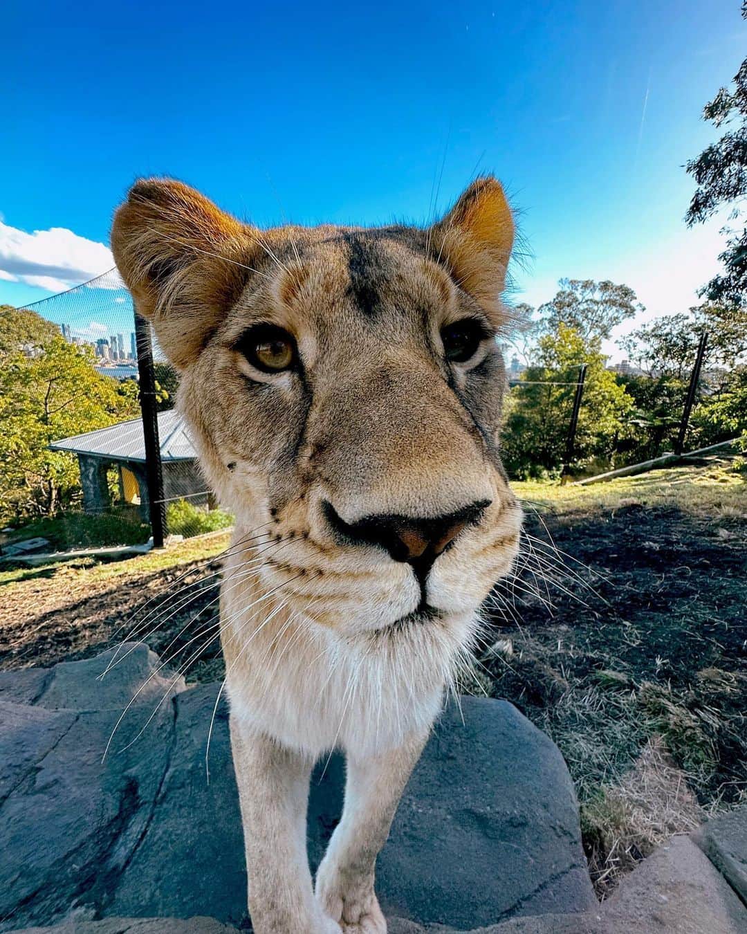 タロンガ動物園さんのインスタグラム写真 - (タロンガ動物園Instagram)「It’s World Lion Day 🦁 So make sure you join us in PAW-son 🐾 or on-LION📱for our ROAR-some World Lion Day Keeper Talk at 12pm (aest) where you’ll have the opportunity to learn more about the Kings 👑 and Queens of the Savannah and the seven lions 🦁 we care for here at Taronga Zoo Sydney.  Head to map ref 16K   #ForTheWild #WorldLionDay  📸 @ellepatrice」8月10日 8時52分 - tarongazoo