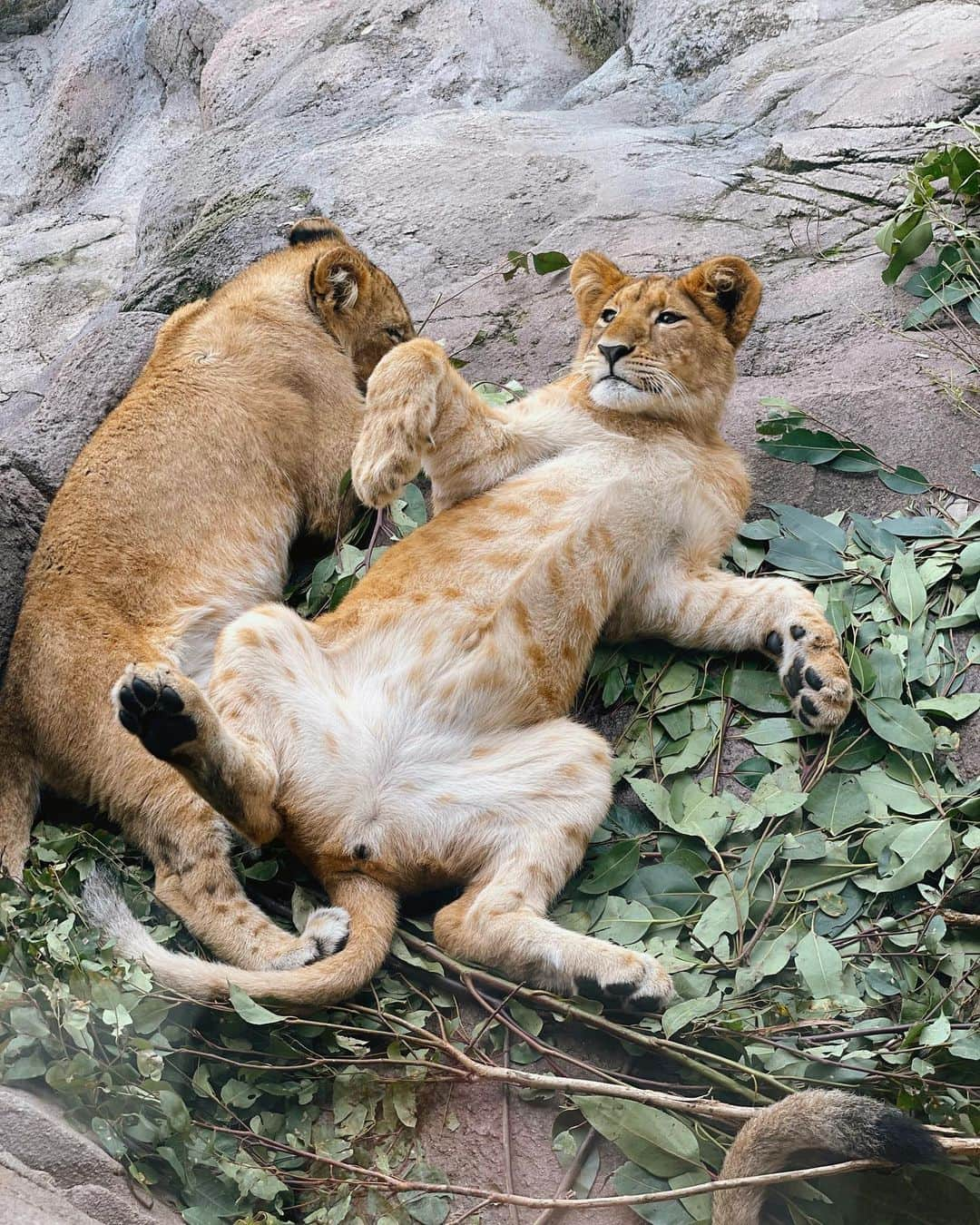 タロンガ動物園のインスタグラム