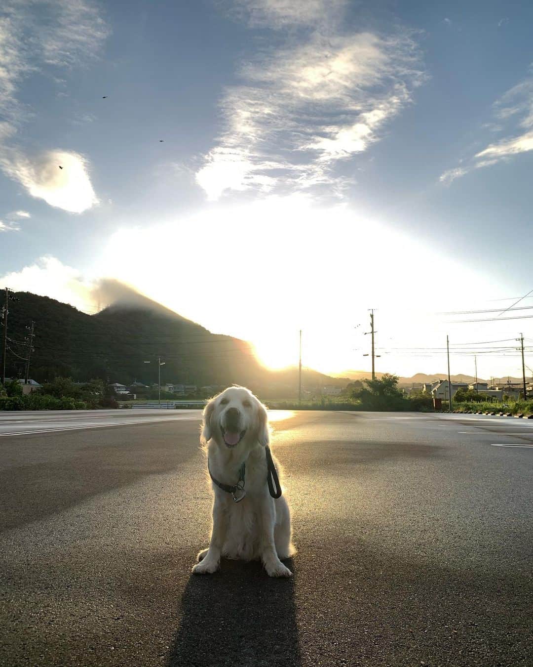 P太郎ママさんのインスタグラム写真 - (P太郎ママInstagram)「これが日本の夜明けぜよーーー！ 太陽が少し動いたら、 パァーーー！と眩しく。 今日も猛暑の予感だけど、 早朝5時は、 とても快適。 早起きしてよかった。 犬よ、ありがとう。 ←わざわざ起こしに来る目覚まし⏰犬」8月10日 9時03分 - ptarodada