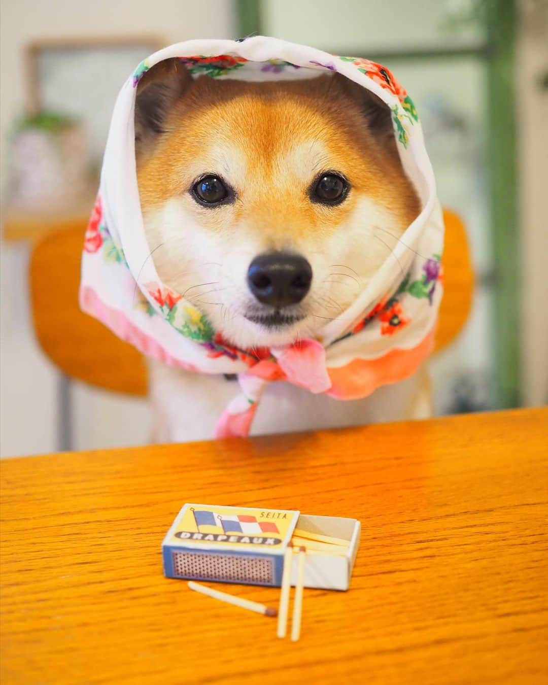 のインスタグラム：「🐶 おはよー マッチ、買ってくれませんかー  今週あまり写真撮れてないので 昔のマッチ売りのにこ。  マッチ売りの少女、 マッチ売ってた以外に ストーリー思い出せない。  考えてると途中から フランダースの犬に話がすりかわる  パトラッシュってノーリードだよね。 ノーリード、だめ、絶対！🙅‍♀️  #柴犬#豆柴#mameshiba #shibastagram#japanphoto#shibainu#犬#shibainumania#犬のいる暮らし#shiba_snap#shibainupuppy#多頭飼い#dog#いぬすたぐらむ#puppy#dogstagram#instadog #doglover#pecoいぬ部#pecotv#いぬのきもち部#狗#子犬#barked#9gag#9gagpets#시바견」