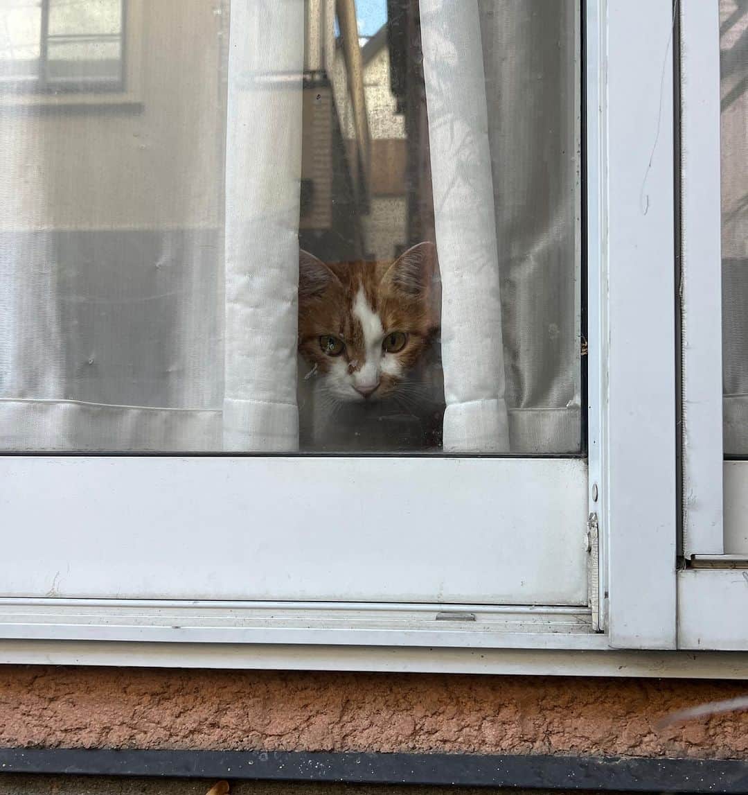 Kachimo Yoshimatsuのインスタグラム：「くろいおじちゃんが、こないかみはってるよ。  #うちの猫ら #猫 #oinari #ねこ #ニャンスタグラム #にゃんすたぐらむ #ねこのきもち #cat #ネコ #catstagram #ネコ部 http://kachimo.exblog.jp」