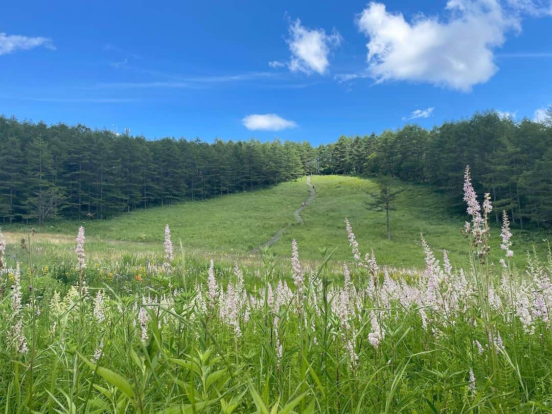 菖蒲理乃のインスタグラム：「〜花盛りの入笠山〜  この時期の入笠山は、花が咲き乱れ、優雅でダイナミックな雰囲気でした。  むかしは花なんて興味なかったのにな。 ここ最近は足をとめて眺めてみては、うっとり癒されている。 名前はいまだに覚えられないというか、覚える気がないのかもしれないけど。  山をやっていて、自分の変化を感じられるのがおもしろい。 山に気付かされることばかり。  #入笠山 #入笠山ハイキング #入笠山湿原 #トレッキング #登山 #登山女子 #ハイキング #trekking #hiking #山行きたい #夏山 #夏山登山」