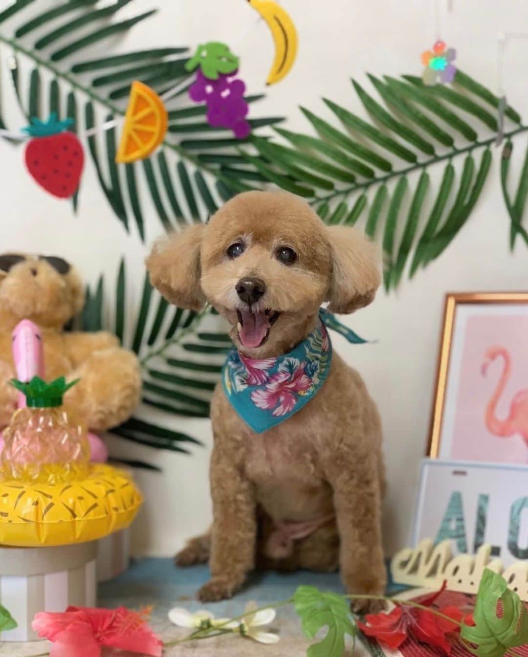 川本愛彩のインスタグラム：「. 愛犬ダンク トリミング🐾 いつも可愛い撮影 ありがとう♡ . . . #愛犬 #ダンク #トリミング #撮影 #可愛い #犬 #癒し #トイプードル #男の子 #笑顔 #aloha」