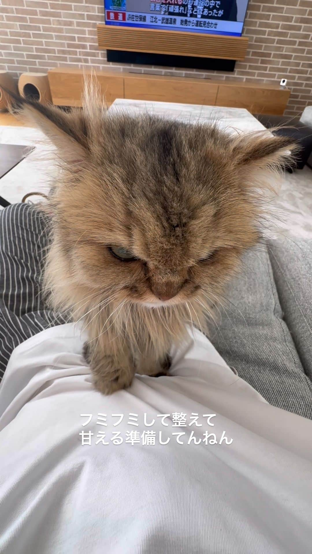 兄弟猫と私と夫の2トムのまいにちのインスタグラム