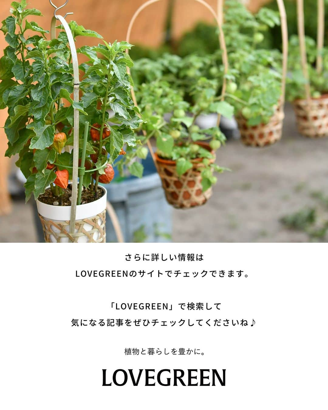 LOVEGREEN -植物と暮らしを豊かに。さんのインスタグラム写真 - (LOVEGREEN -植物と暮らしを豊かに。Instagram)「みなさんの地元では、お盆にどんな風習がありますか？　  お盆には、「五供（ごく／ごくう）」といわれる供えものがあり、「香」「花」「灯明」「水」「飲食」の5つのお供えで、ご先祖さまを迎えるのが日本の伝統となっています。  五供のひとつ「花」は、地方によって異なりますが、ほおずきやキクなどの花を墓前や仏壇に飾るのが一般的です。また、供え花ではありませんが、植物を使った盆のしつらえの「精霊馬（しょうりょううま）」も知られています。  精霊馬は、キュウリに適当な長さに切った割りばしなどで脚をつけて馬に見立てたもの。同じくナスに脚を付けたものは牛に見立てられています。この2つは対になって精霊馬と呼ばれますが、ナスのほうは、実は「精霊牛」です。  家庭菜園をやっている人なら、8月はキュウリとナスの収穫期。そのうちの1本ずつを、精霊馬と精霊牛にしてみてはいかがでしょう。  おかあさんとおとうさん、おばあちゃんとおじいちゃん、ひいばあちゃんとひいじちゃん・・・と続く家族の物語。お盆は、そのことをお子さんに話すきっかけにもなる期間です。きっとご先祖さまも、その様子に耳を傾けているのではないでしょうか。   #お盆 #お盆飾り #お盆のお供え #植物生活 #植物のある生活 #植物のある暮らし #植物好きな人と繋がりたい #精霊馬 #精霊馬づくり #精霊馬と精霊牛」8月10日 10時53分 - lovegreen_official