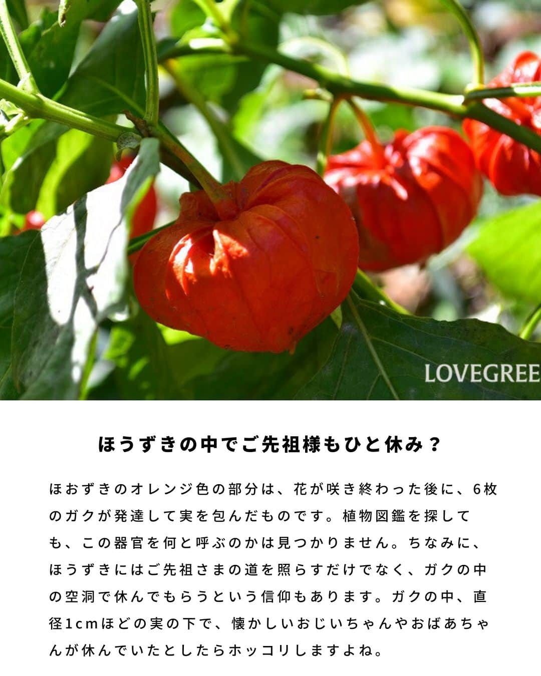 LOVEGREEN -植物と暮らしを豊かに。さんのインスタグラム写真 - (LOVEGREEN -植物と暮らしを豊かに。Instagram)「みなさんの地元では、お盆にどんな風習がありますか？　  お盆には、「五供（ごく／ごくう）」といわれる供えものがあり、「香」「花」「灯明」「水」「飲食」の5つのお供えで、ご先祖さまを迎えるのが日本の伝統となっています。  五供のひとつ「花」は、地方によって異なりますが、ほおずきやキクなどの花を墓前や仏壇に飾るのが一般的です。また、供え花ではありませんが、植物を使った盆のしつらえの「精霊馬（しょうりょううま）」も知られています。  精霊馬は、キュウリに適当な長さに切った割りばしなどで脚をつけて馬に見立てたもの。同じくナスに脚を付けたものは牛に見立てられています。この2つは対になって精霊馬と呼ばれますが、ナスのほうは、実は「精霊牛」です。  家庭菜園をやっている人なら、8月はキュウリとナスの収穫期。そのうちの1本ずつを、精霊馬と精霊牛にしてみてはいかがでしょう。  おかあさんとおとうさん、おばあちゃんとおじいちゃん、ひいばあちゃんとひいじちゃん・・・と続く家族の物語。お盆は、そのことをお子さんに話すきっかけにもなる期間です。きっとご先祖さまも、その様子に耳を傾けているのではないでしょうか。   #お盆 #お盆飾り #お盆のお供え #植物生活 #植物のある生活 #植物のある暮らし #植物好きな人と繋がりたい #精霊馬 #精霊馬づくり #精霊馬と精霊牛」8月10日 10時53分 - lovegreen_official