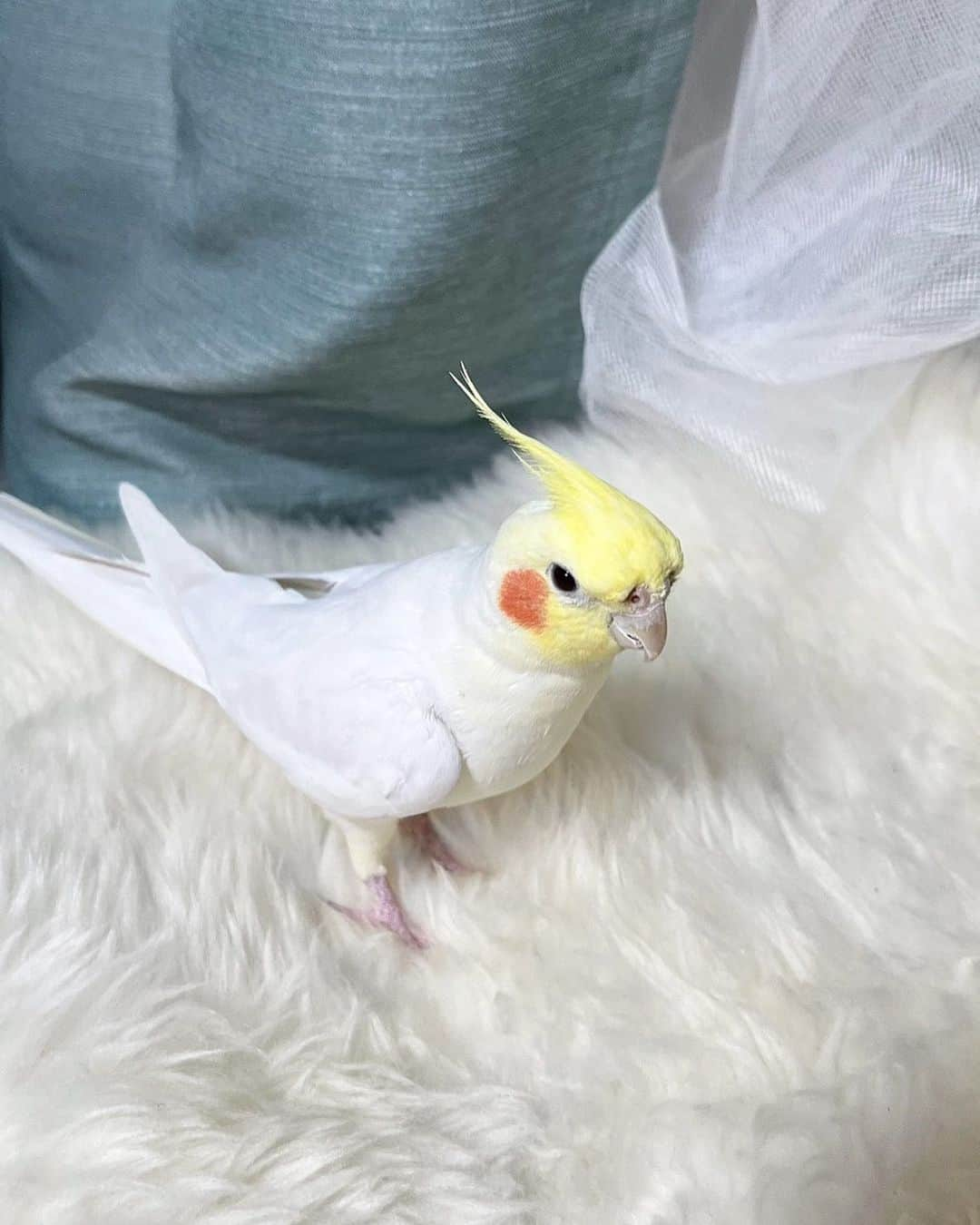 あやなさんのインスタグラム写真 - (あやなInstagram)「ぴーちゃん♡  #20230731#オカメインコ#インコ#🐤」8月10日 20時53分 - ayaaana_