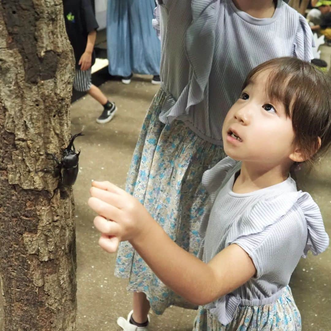 Kuboi Ayumiさんのインスタグラム写真 - (Kuboi AyumiInstagram)「ヘラクレスオオカブト（生きてます！）と記念撮影♡  娘たちと一緒に「大昆虫展 〜夏休みの大研究！わくわく昆虫ラボ〜」へ。  自由研究に役立つ標本やパネルが並んでいたり、世界の珍しいカブトムシ、クワガタもたくさんいます。 ふれあいの森では実際にカブトムシやクワガタと触れ合えるのですが たくさんいるので、腕にのせたり、みんな楽しそう。  スタッフのお兄さんがおしりを優しくトントンして、手にのせてねと 触り方なども教えてくれるので、ママは見守り担当で（笑） 自由研究にもピッタリな教室やワークショップもあるので、スケジュールをチェックしてみてくださいね。 夏休みの宿題のネタにもぴったり。  入り口でもらった大昆虫展オリジナルのサンバイザーも気に入って おうちでもかぶっています。  ■大昆虫展 〜夏休みの大研究！わくわく昆虫ラボ〜  東京スカイツリータウン・ソラマチ5階 「スペース634」 東京都墨田区押上1-1-2  2023年7月15日（土）〜9月3日（日） 10:00〜18:00（毎週金・土曜は20:00まで） ※会期中無休、最終入場は閉館15分前まで  @mushi_bunbun  ○+●+○+●+○+●+○+●+○+●+○+●+○+●  @himekagami　←check♡  おうちごはん が楽しくなるお取り寄せグルメ や 簡単＆時短ごはん、育児情報など発信中！ 投稿が気に入ったら保存&フォローしていただけるとうれしいです。 いつもありがとうございます(^^)  ○+●+○+●+○+●+○+●+○+●+○+●+○+●  #大昆虫展 #東京スカイツリー #スカイツリー #夏休みイベント #イベント #展覧会 #夏休み #昆虫 #虫 #カブトムシ #クワガタ #自由研究 #夏休みの宿題 #夏休みの過ごし方 #ヘラクレスオオカブト」8月10日 21時03分 - himekagami