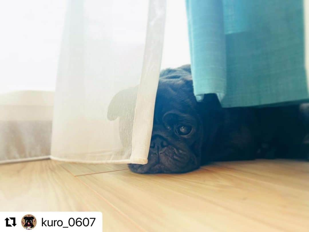 山口蛍のインスタグラム：「暑くてどこも行けないね🥺🥺  #Repost @kuro_0607 with @use.repost ・・・ 🐾 まいにち暑いな~(´･ω･`:;.:... 🧊 ・ #blackpug#dogstagram#doglover#블랙퍼그#퍼그#강아지산책#반려견#댕댕이#개스타그램#귀여운강아지#팔로우미#哈巴狗#黒パグ#黒パグ部#黒パグ大好き#パグのいる生活#パグのいる暮らし#パグスタグラム#ぱぐすたぐらむ#いぬすたぐらむ#犬のいる暮らし#ぶさかわ犬#鼻ぺちゃ犬#犬見知り#甘えん坊犬#お犬様#いっぬ#いっぬすたぐらむ」