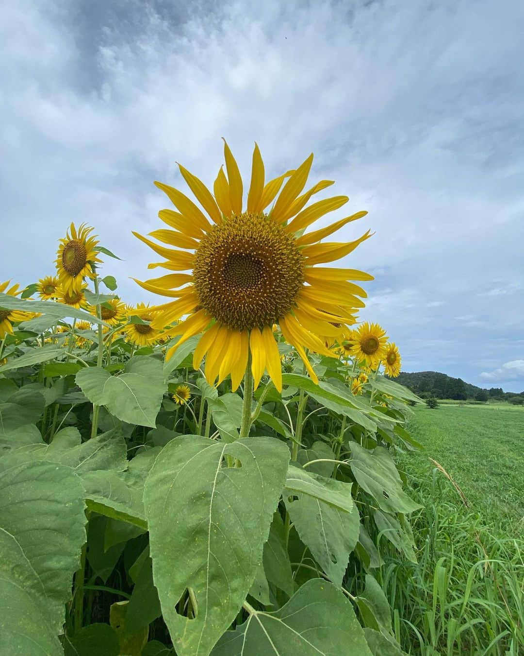 下野佐和子さんのインスタグラム写真 - (下野佐和子Instagram)「【ひまわり畑】🌻🌻🌻  2023.8 ひまわり畑見つけた！ 少し前だけど、急に現れたひまわり畑🙆🏻‍♀️車から降り見学、同じ様に眺めていたおばさん達....いや、お姉さま達とどこの花畑が綺麗だとか、なんだと情報交換話(こういうの大事😊✨)  #ひまわり畑 #ひまわり #花言葉 #青空 #夏の花 #2023」8月10日 21時21分 - osawadon_sawako