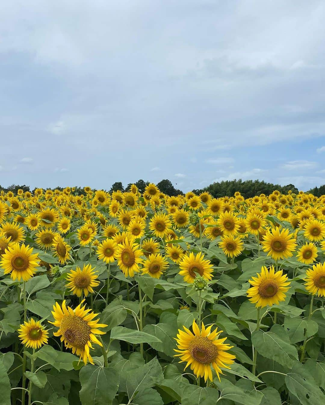 下野佐和子のインスタグラム：「【ひまわり畑】🌻🌻🌻  2023.8 ひまわり畑見つけた！ 少し前だけど、急に現れたひまわり畑🙆🏻‍♀️車から降り見学、同じ様に眺めていたおばさん達....いや、お姉さま達とどこの花畑が綺麗だとか、なんだと情報交換話(こういうの大事😊✨)  #ひまわり畑 #ひまわり #花言葉 #青空 #夏の花 #2023」