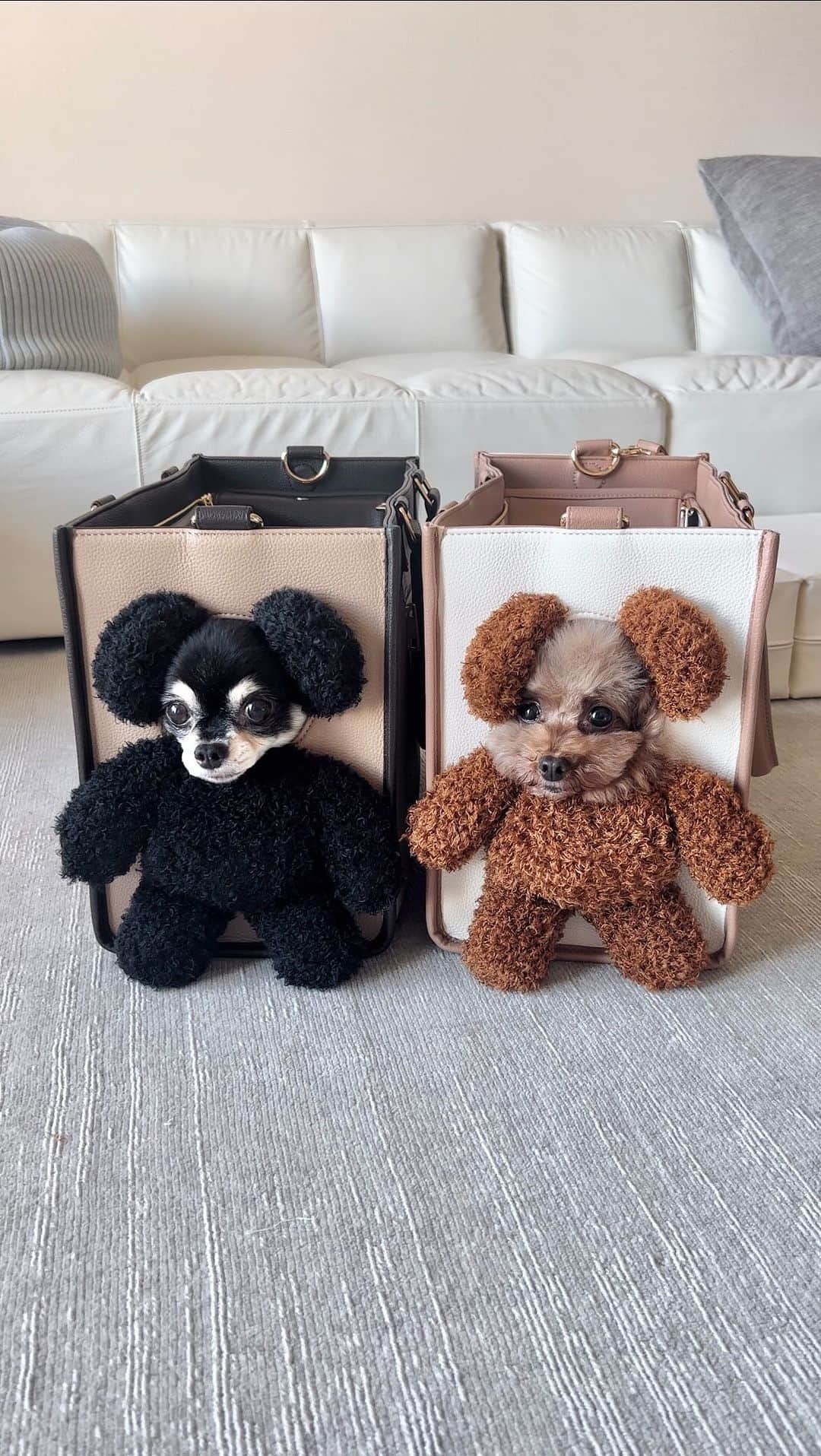 ショコラ❤︎あずき❤︎パンナのインスタグラム：「ベアーガールです🧸😅  It's a bear girl🧸  #トイプードル #チワワ #犬のいる暮らし #toypoodle #chihuahua #dog #instadog #cutedog #あずしょこぱん #パンナ #dogstagram」