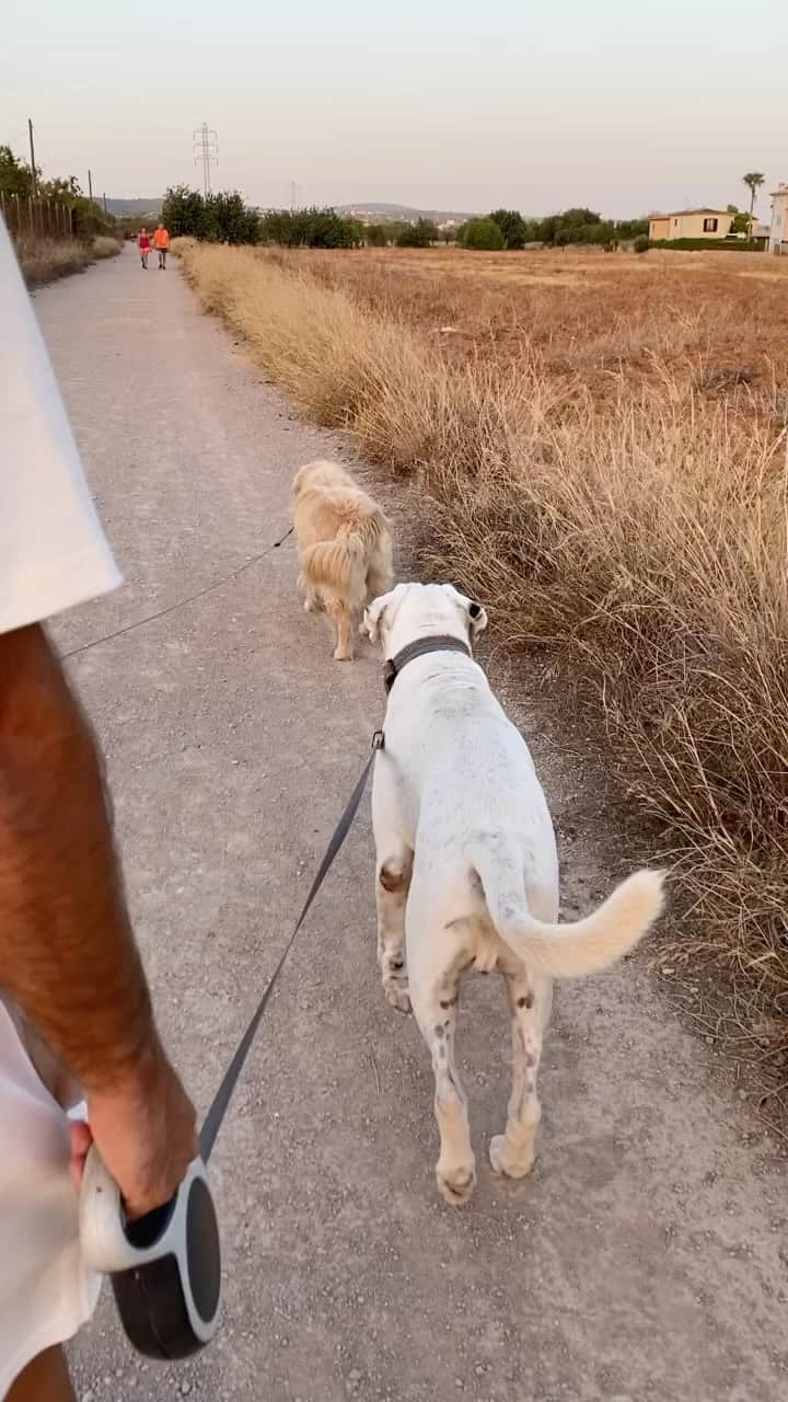 ハウメ・コスタのインスタグラム：「Aprovechamos los paseos en familia para educar a Box🐶 y a Bella🦊, y que mejor premio que los snacks de @braverypetfood ❤️ que además de saludables  les encanta!   Gracias amigos por el trato y la confianza!」