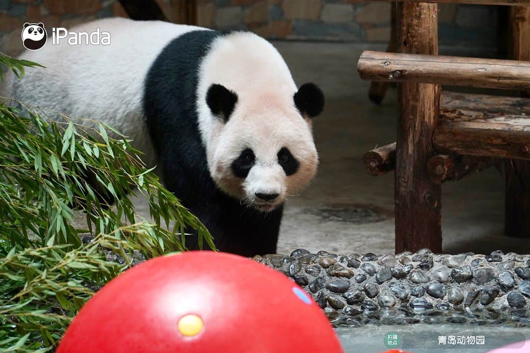 iPandaさんのインスタグラム写真 - (iPandaInstagram)「Happy birthday, Bei Bei! Flower and panda make the perfect combo, don’t they?  🐼 🐼 🐼 #Panda #iPanda #Cute #ChengduPandaBase #PandaPic  For more panda information, please check out: http://en.ipanda.com」8月10日 21時30分 - ipandachannel