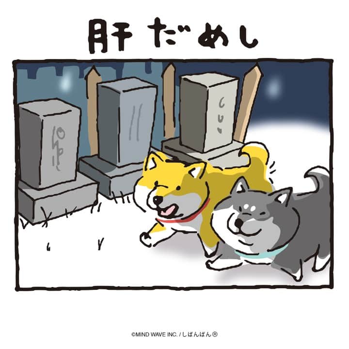 オオゴシヤステルのインスタグラム：「#しばんばんまんが 🟠第213話🟠  肝だめし  #今日のしばんばん #しばんばん #shibanban #むちころばんばん #muchicorobanban #微笑柴犬 #マインドウェイブ #mindwave #オオゴシヤステル #柴犬 #しばいぬ #shibainu #お盆 #お盆休み #お墓参り」