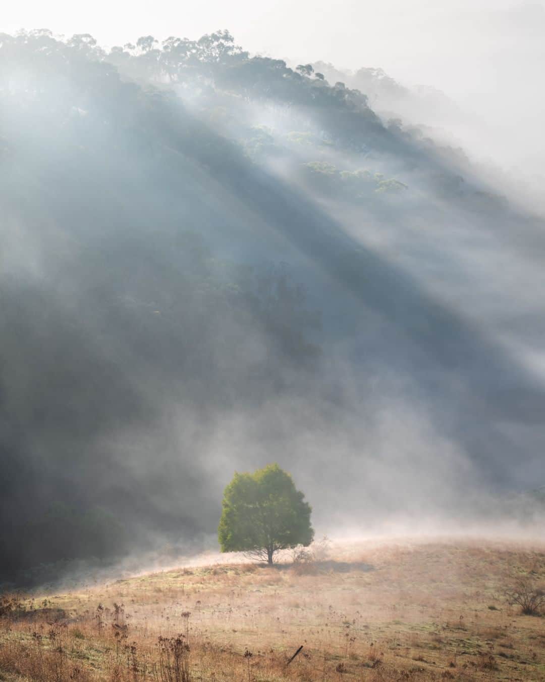 Nikon Australiaさんのインスタグラム写真 - (Nikon AustraliaInstagram)「@imagesbyriccardo certainly worked his magic after a few trips to Murchison and some fog to capture this awe-inspiring shot of a solitary tree on the misty hills.   "I have been to this location a number of times and have always found it eerily beautiful. One night I discovered the following day was going to be very foggy.  I immediately thought about how creative it would be to capture this area covered in fog.   I made the trip to Murchison the following morning and was not disappointed. The images I captured depict layers of rolling hills covered in thick fog. I waited for the exact moment the sun rose and the rays hit this lonely tree. This one is my favourite of the three. I was so happy with the images and they are unique to my catalogue."  Photos by @imagesbyriccardo   f/10 | 1/100 sec | ISO 64  Captured on the Z 7 and NIKKOR Z 70-200mm f/2.8 VR S   #Nikon #NikonAustralia #MyNikonLife #NikonCreators #NIKKOR #Zseries #LandscapePhotography #Australia」8月10日 13時30分 - nikonaustralia