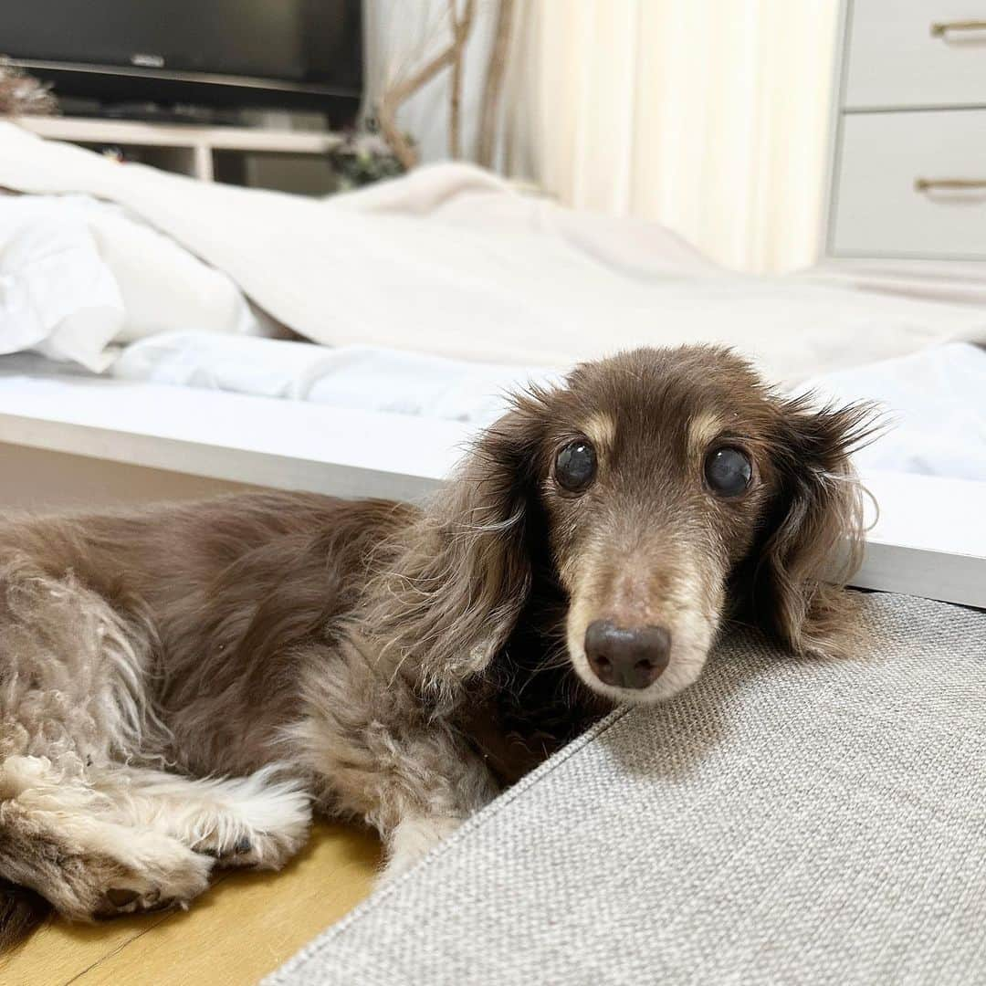 石田美奈子さんのインスタグラム写真 - (石田美奈子Instagram)「17歳の愛犬 ココ🥰  いつも一緒にベッドで寝ているのですが、ココが上がりやすいように低〜いベッドにして。 おばあちゃんになって足腰も弱ってきたのでステップを設置。  それでも最近は大変そうで、 ステップを踏み外してベッドに上げてほしくてアピールしてる顔🥹🧡  ベッドに乗せたら今はいびきをかいて寝てる🥰 愛おしい♡♡♡  🐶 → #minako_coco  #dog #ミニチュアダックス #17歳犬 #シニア犬との暮らし #シニア犬17歳 #高齢犬との暮らし #犬のいる生活 #愛犬 #1人と1匹 #ミニチュアダックスフンド #愛犬との暮らし #17歳ダックス」8月10日 13時30分 - mminakooo