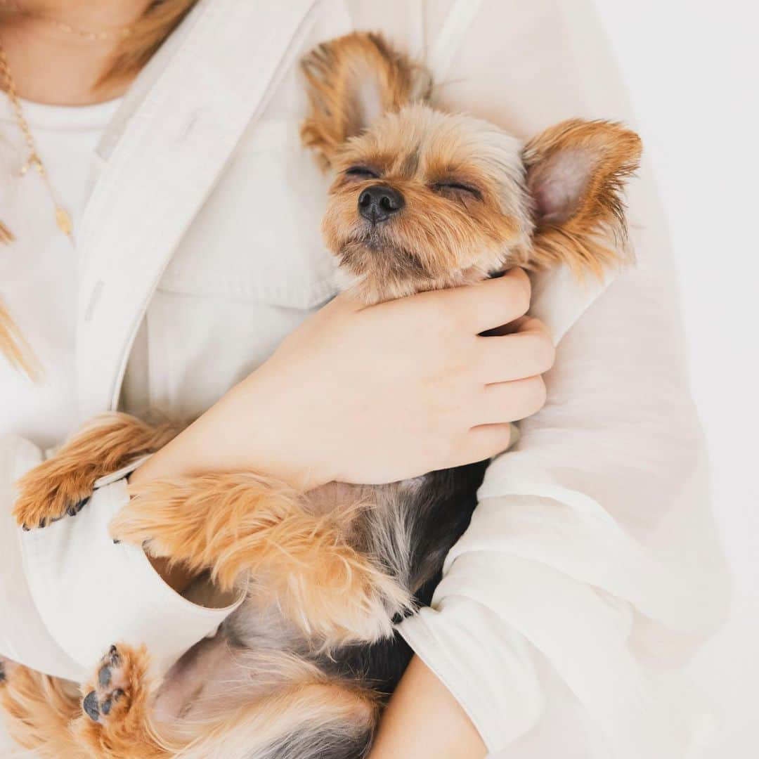 池田沙代さんのインスタグラム写真 - (池田沙代Instagram)「ぴのさん🐶 お誕生日おめでとう🥰🤍  もう4歳🥺早いなぁ〜🥺  📷: @punkt_photo」8月10日 13時50分 - sayopi