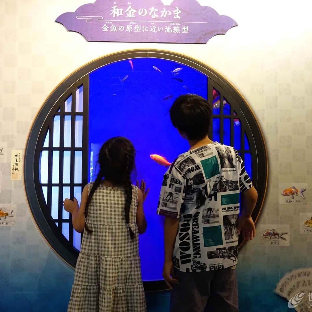 世界淡水魚園水族館 アクア・トト ぎふのインスタグラム：「企画展の水槽の一つ、円窓。  障子は本美濃紙という和紙を使用し、光に透けるシルエットもお楽しみいただけます。  #アクアトト #水族館 #aquarium #企画展 #金魚 #きんトト #夏のアクアトトの金魚 #オアシスパーク #河川環境楽園」