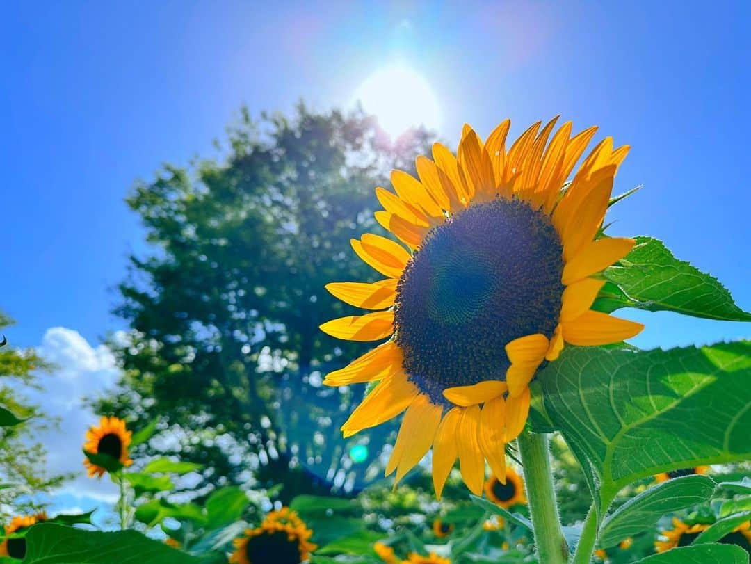 井坂仁美のインスタグラム：「🤍  夏🌻💛  溶けそうなくらい灼熱だけど🫠♡」