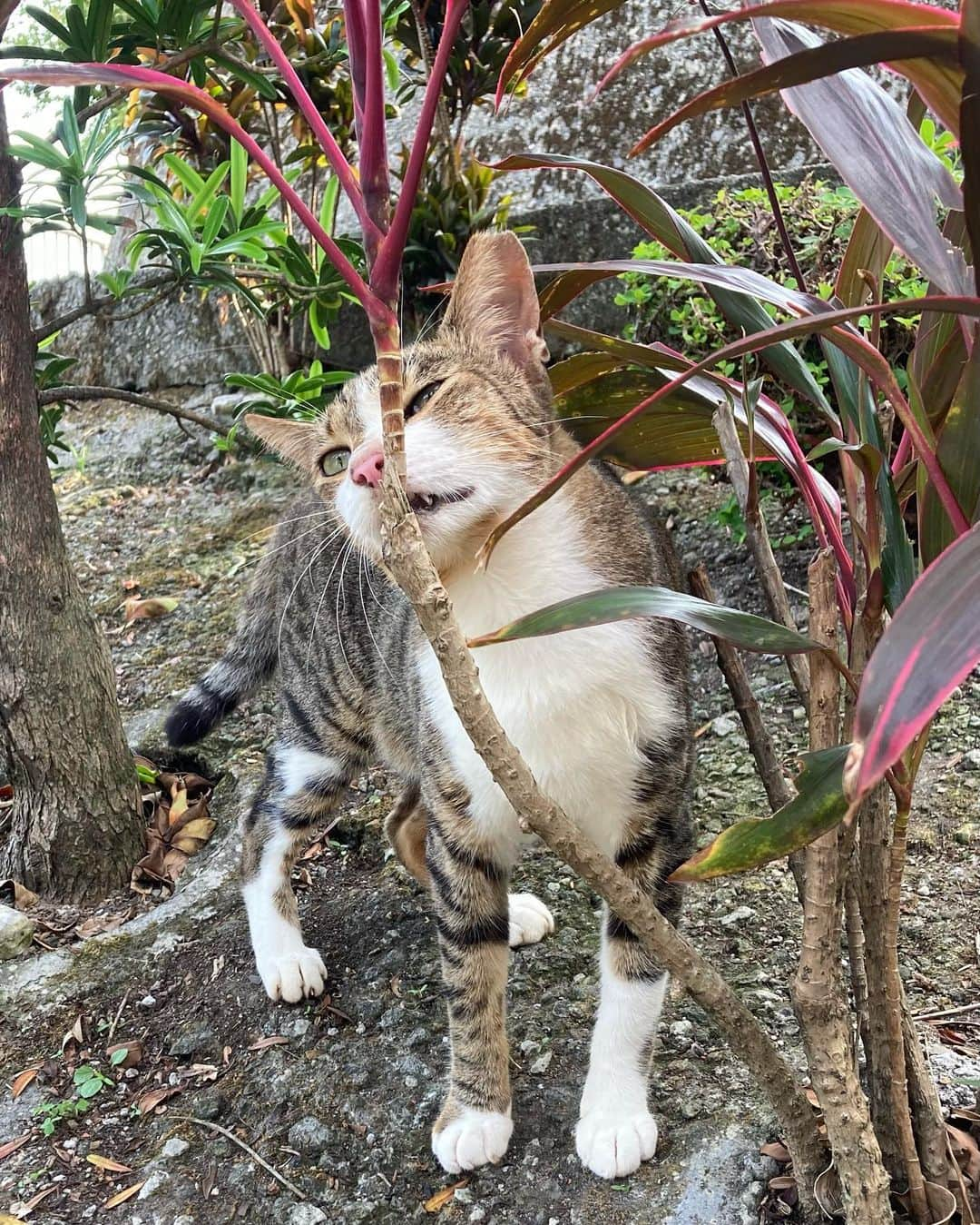 イ・ミンジュさんのインスタグラム写真 - (イ・ミンジュInstagram)「고양이는 뜨거워🍵🐈」8月10日 15時26分 - lxoxoee