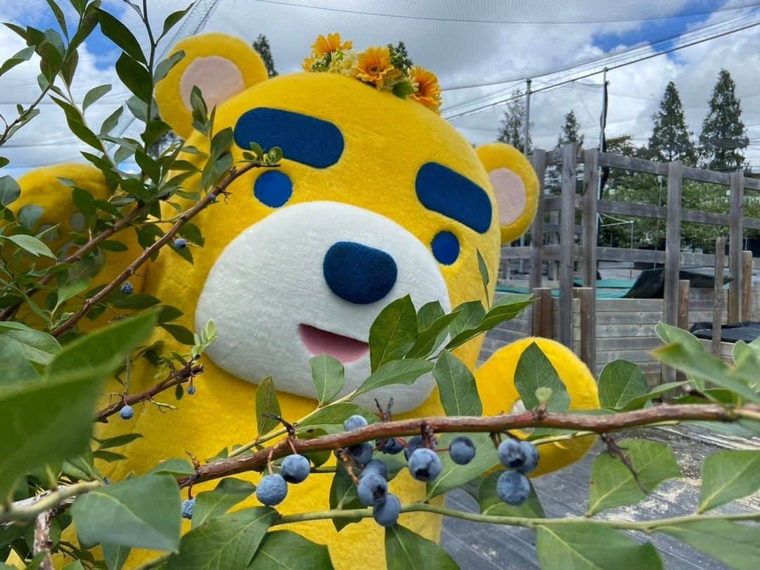 東海テレビ公式キャラクター「イッチー」のインスタグラム：「イッチー天気の思い出🌻  #愛知牧場 #イッチー」