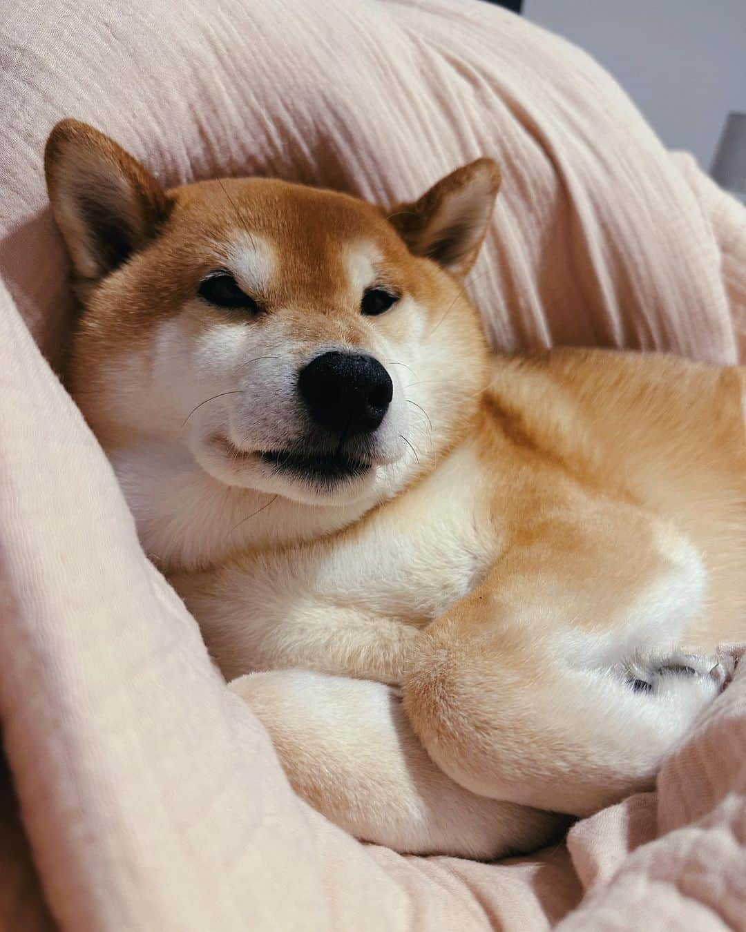 Shibainu Pontaのインスタグラム：「💖」